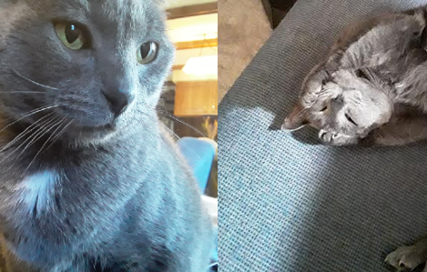 William's Russian Blue cat named Princess